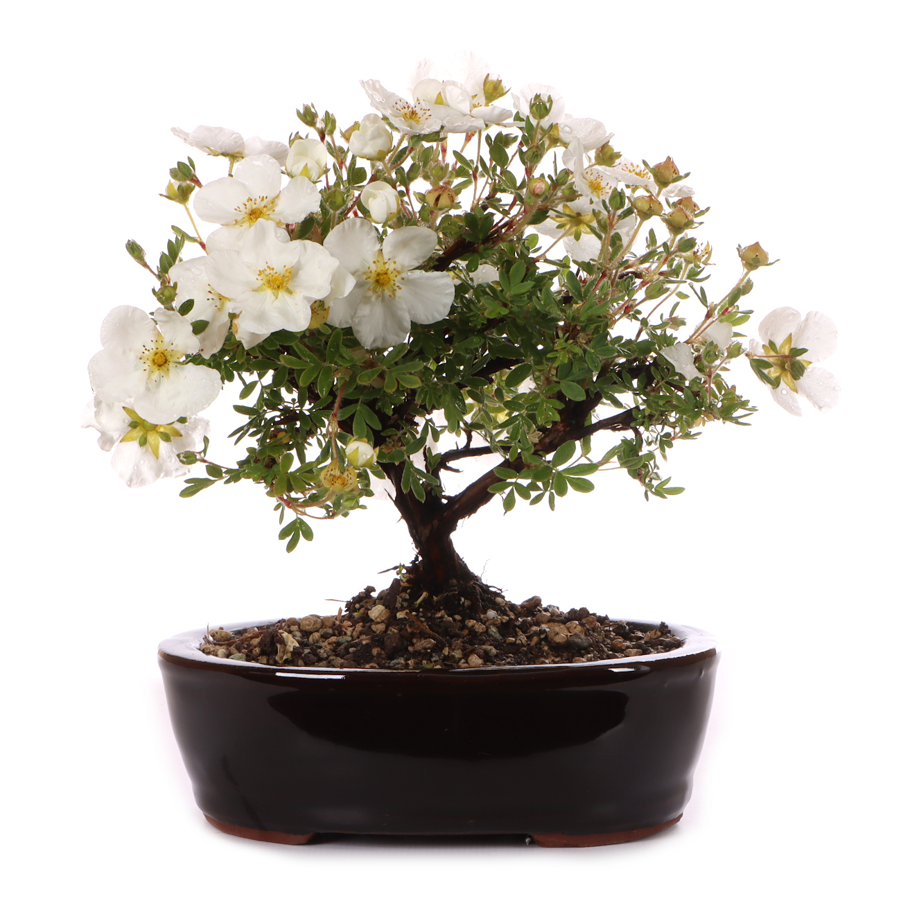 Potentilla fruticosa 'Abbotswood'