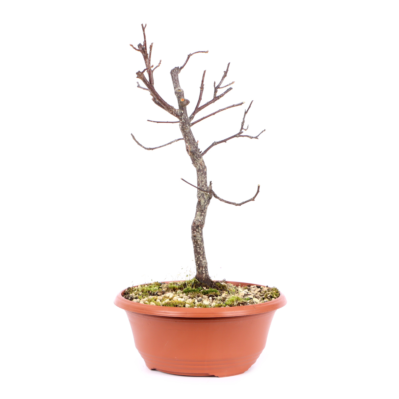 Seitenansicht rechts