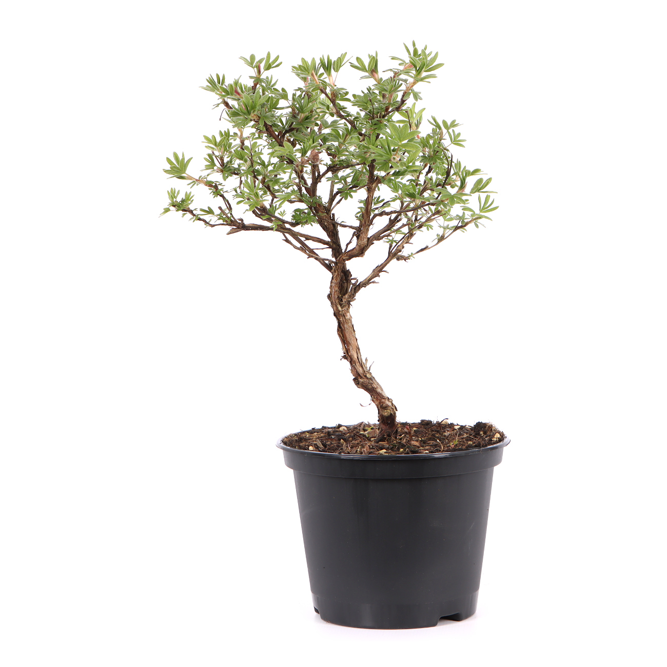 Potentilla fruticosa 'Goldteppich'