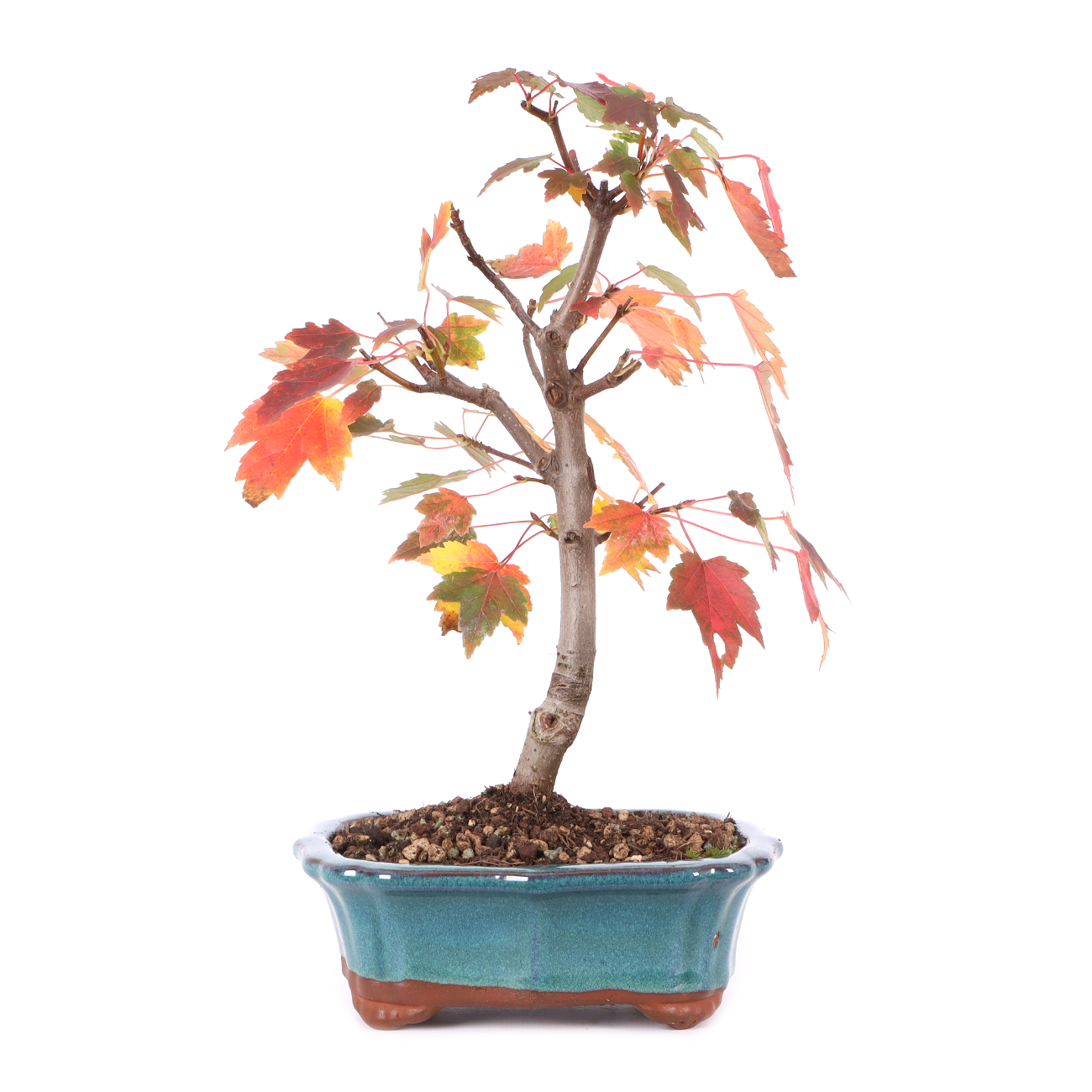 Acer rubrum 'October Glory'