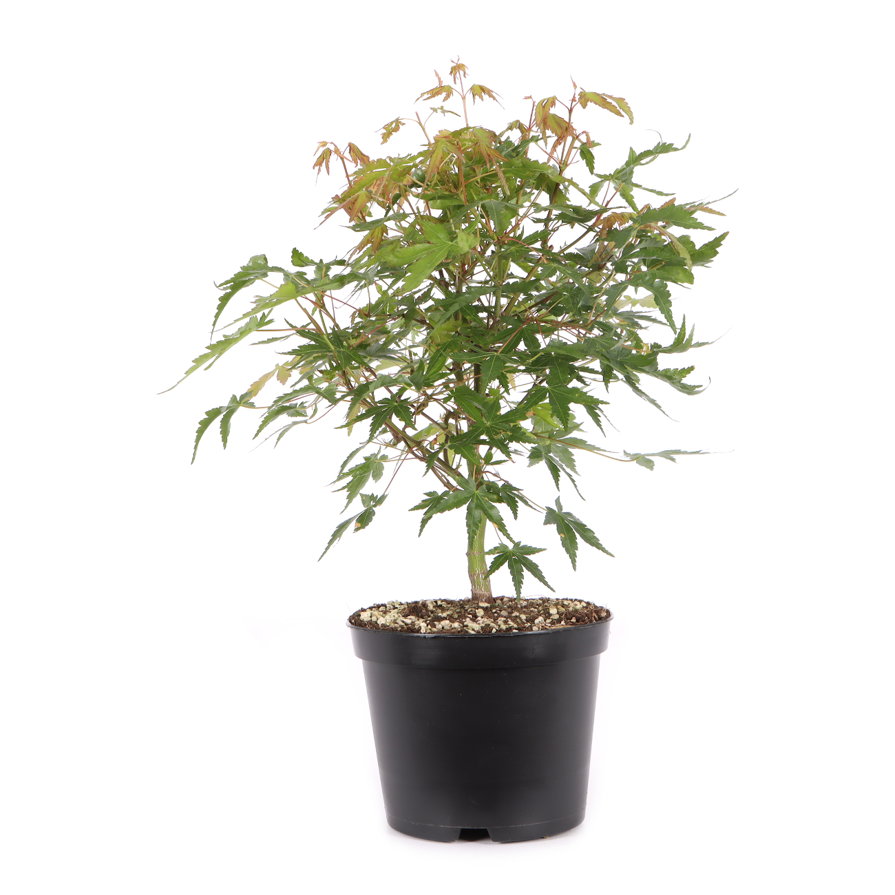 Acer palmatum