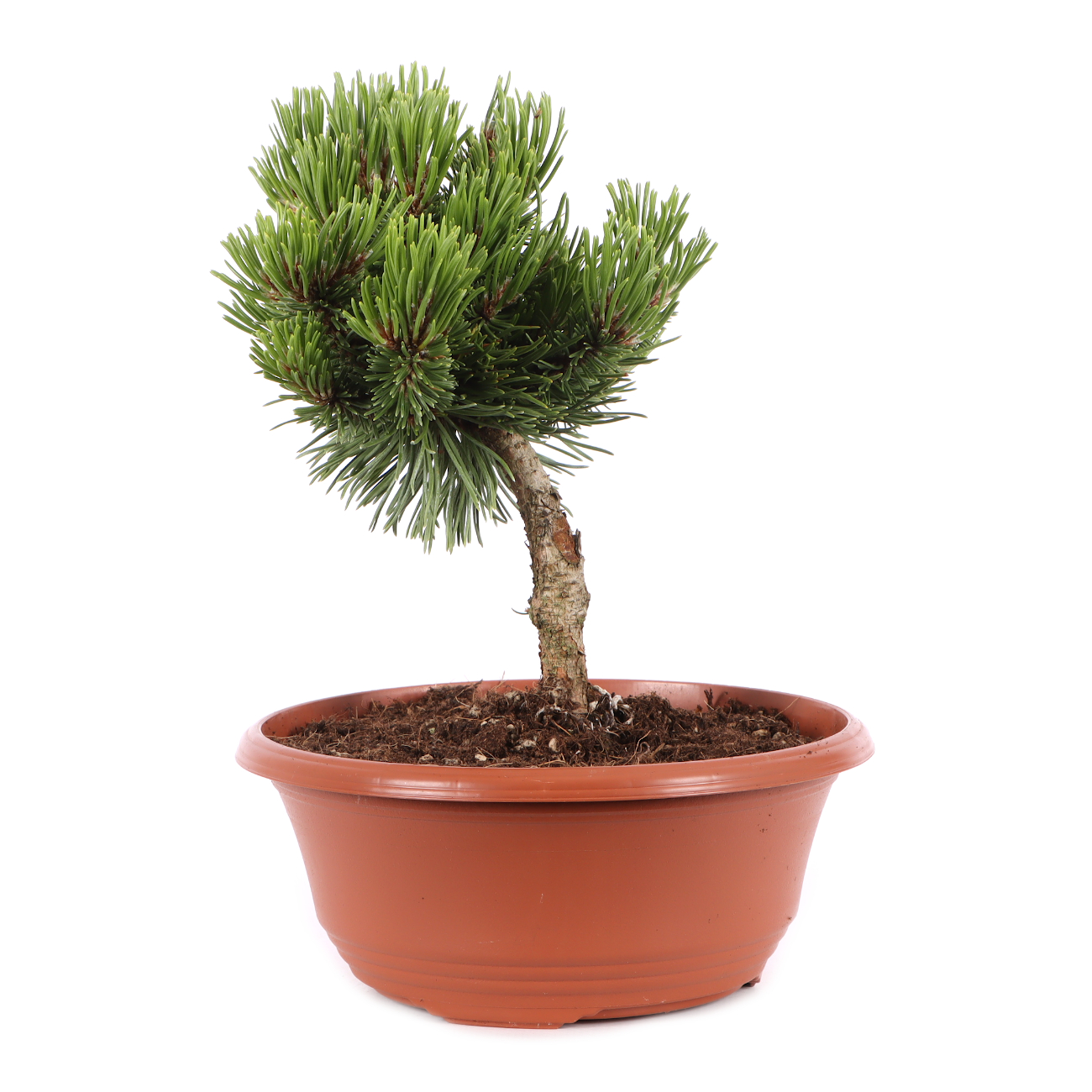 Pinus mugo 'Sherwood Compact'