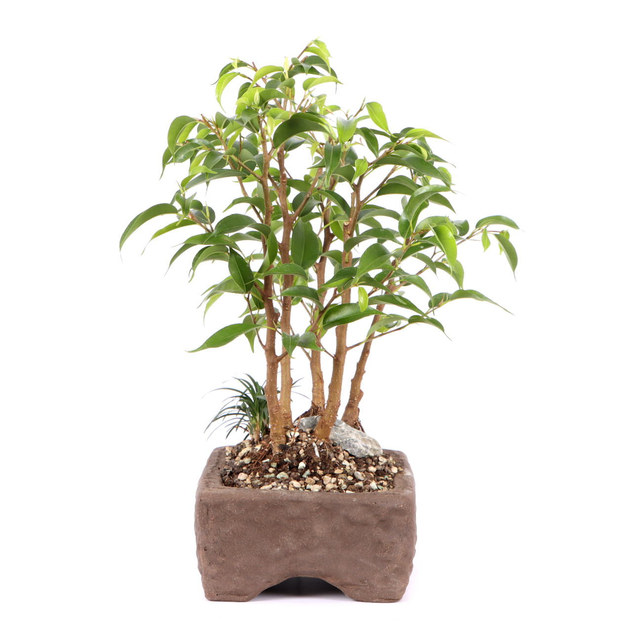 Seitenansicht rechts