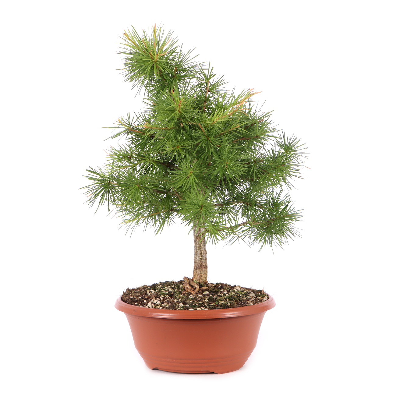 Larix decidua