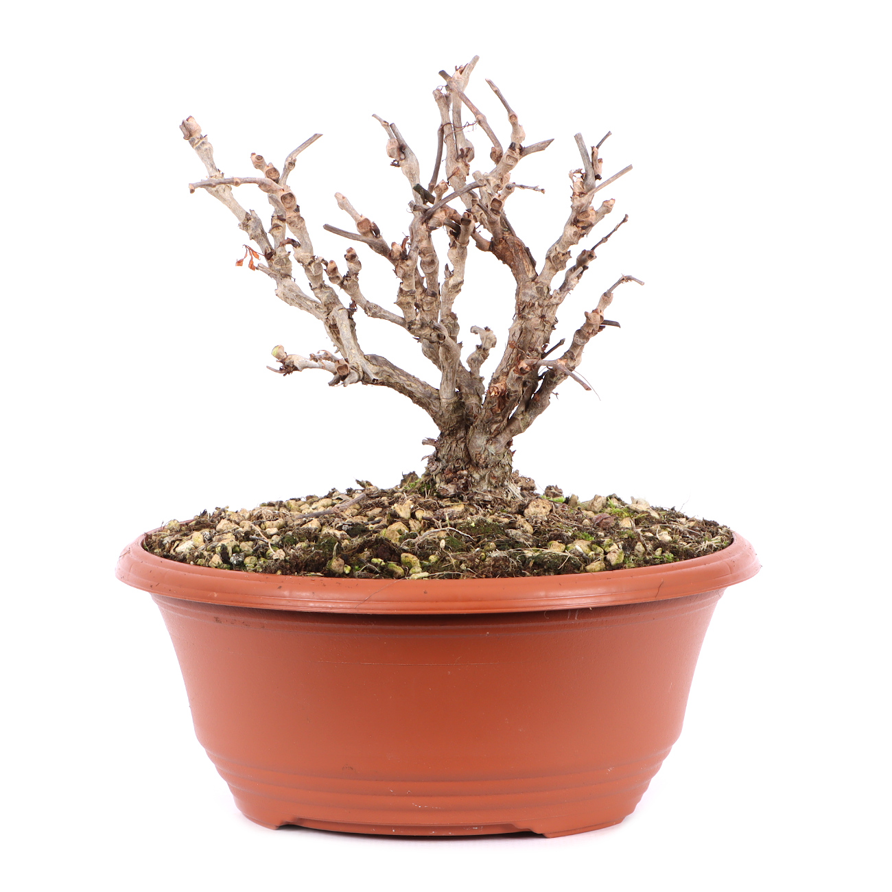 Parthenocissus quinquefolia