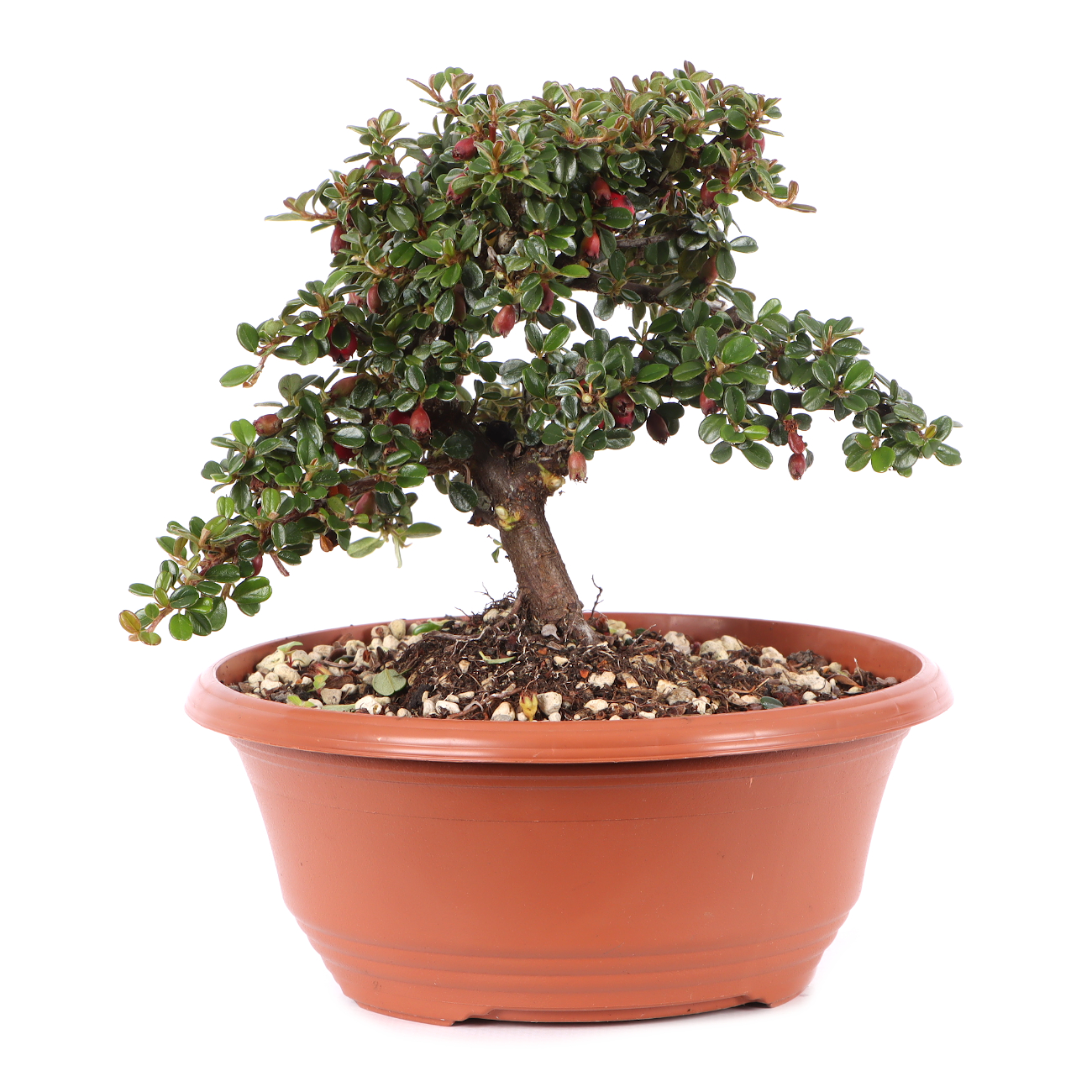 Cotoneaster microphyllus 'Cochleatus'
