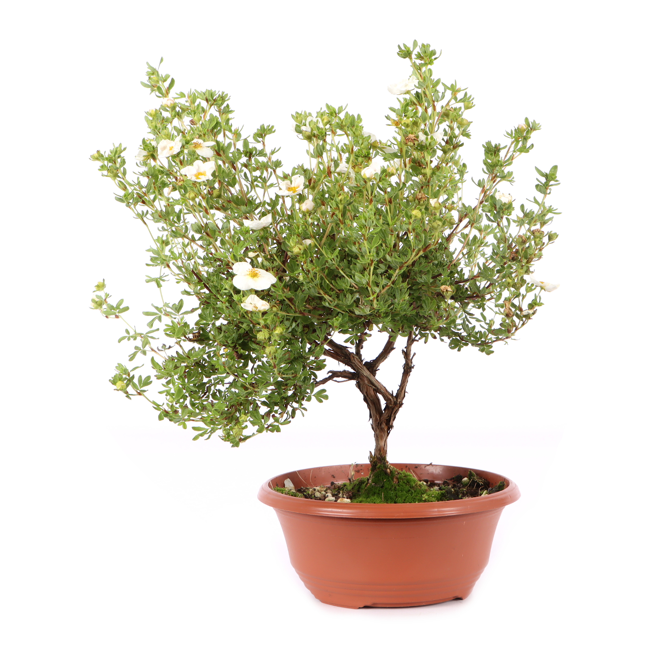 Potentilla fruticosa 'Pink Queen'
