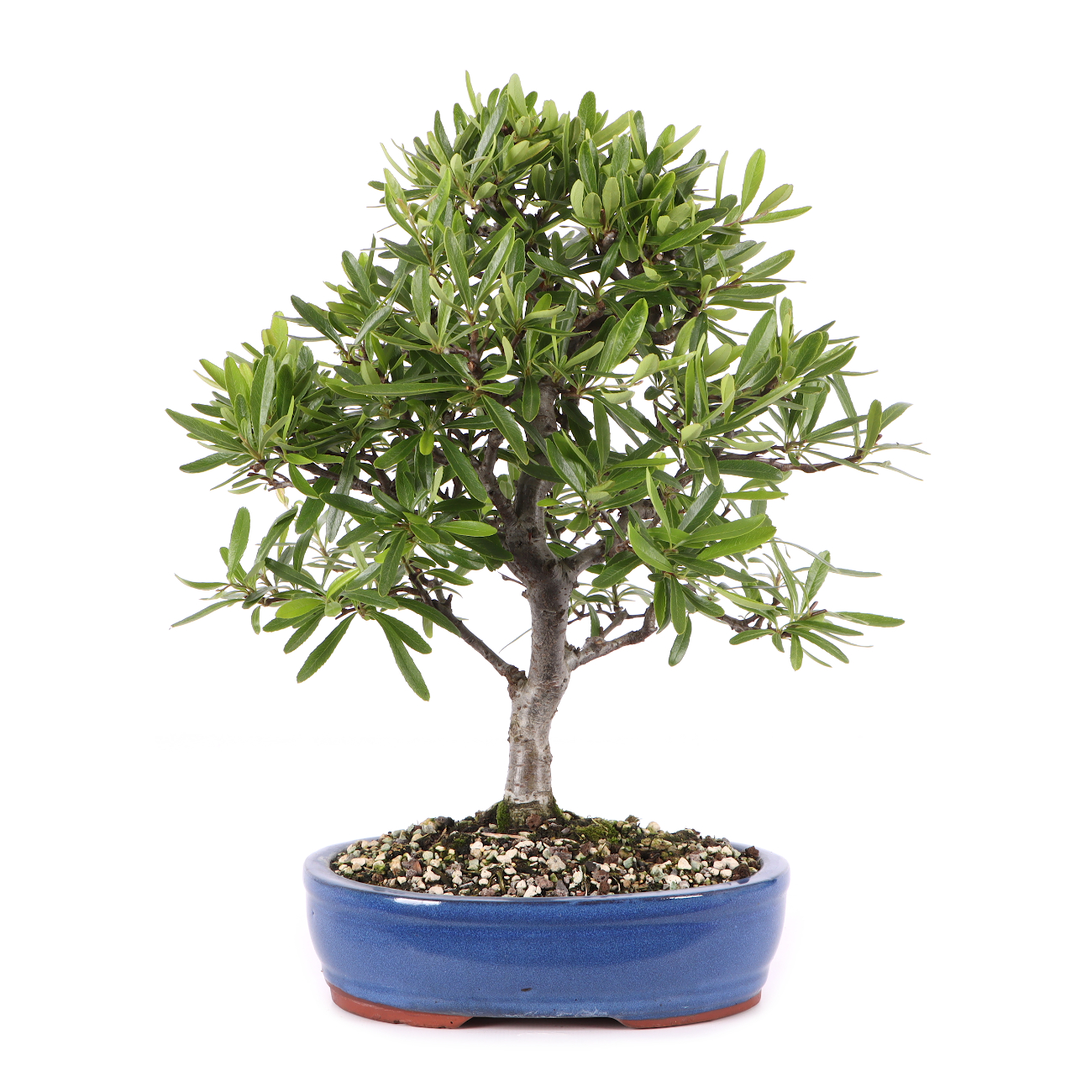 Pyracantha angustifolia