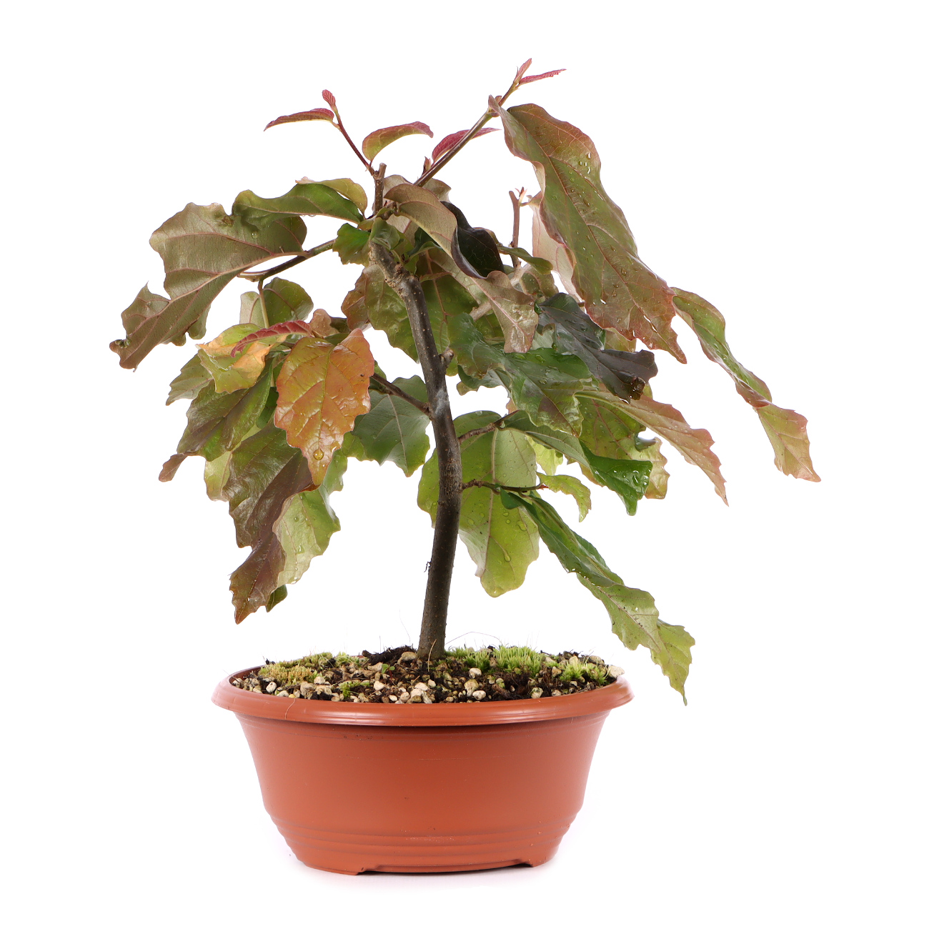 Parrotia persica 'Bella'