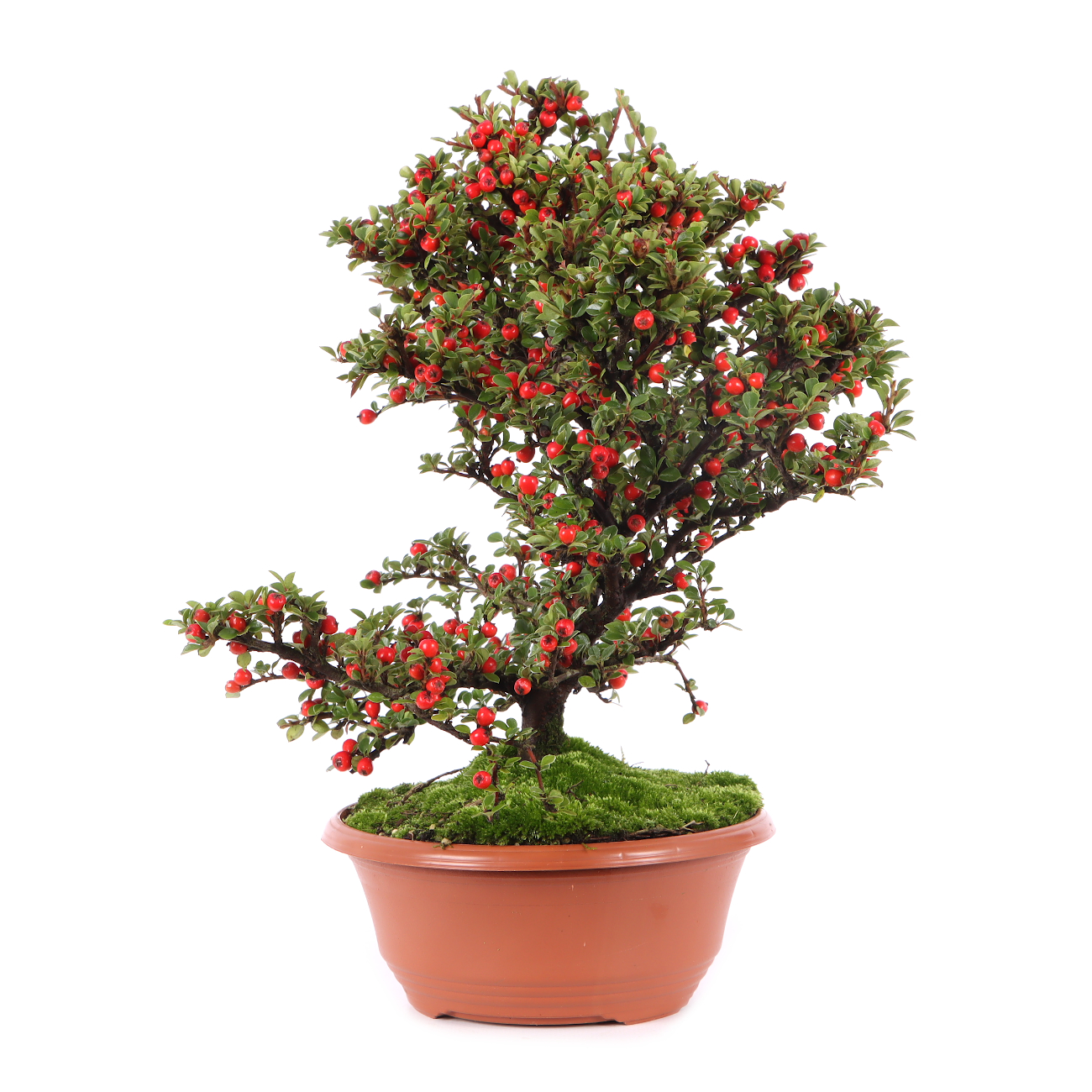 Cotoneaster praecox