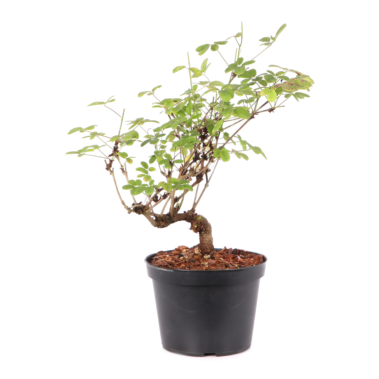 Akebia quinata