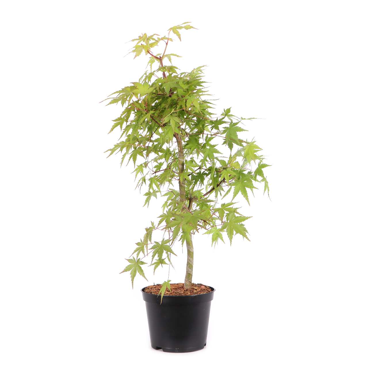 Acer palmatum