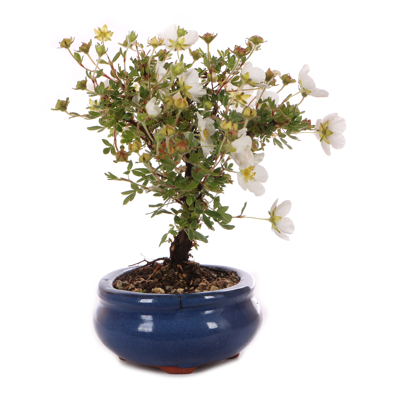 Potentilla fruticosa 'Abbotswood'