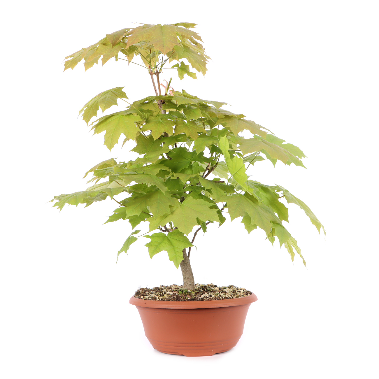 Acer platanoides