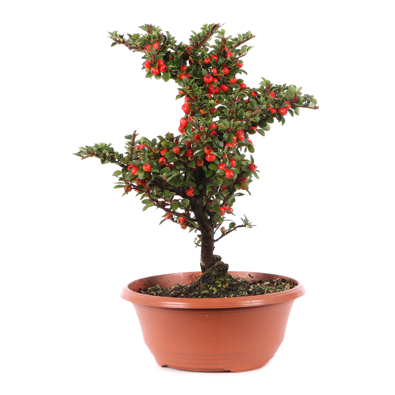 Cotoneaster praecox
