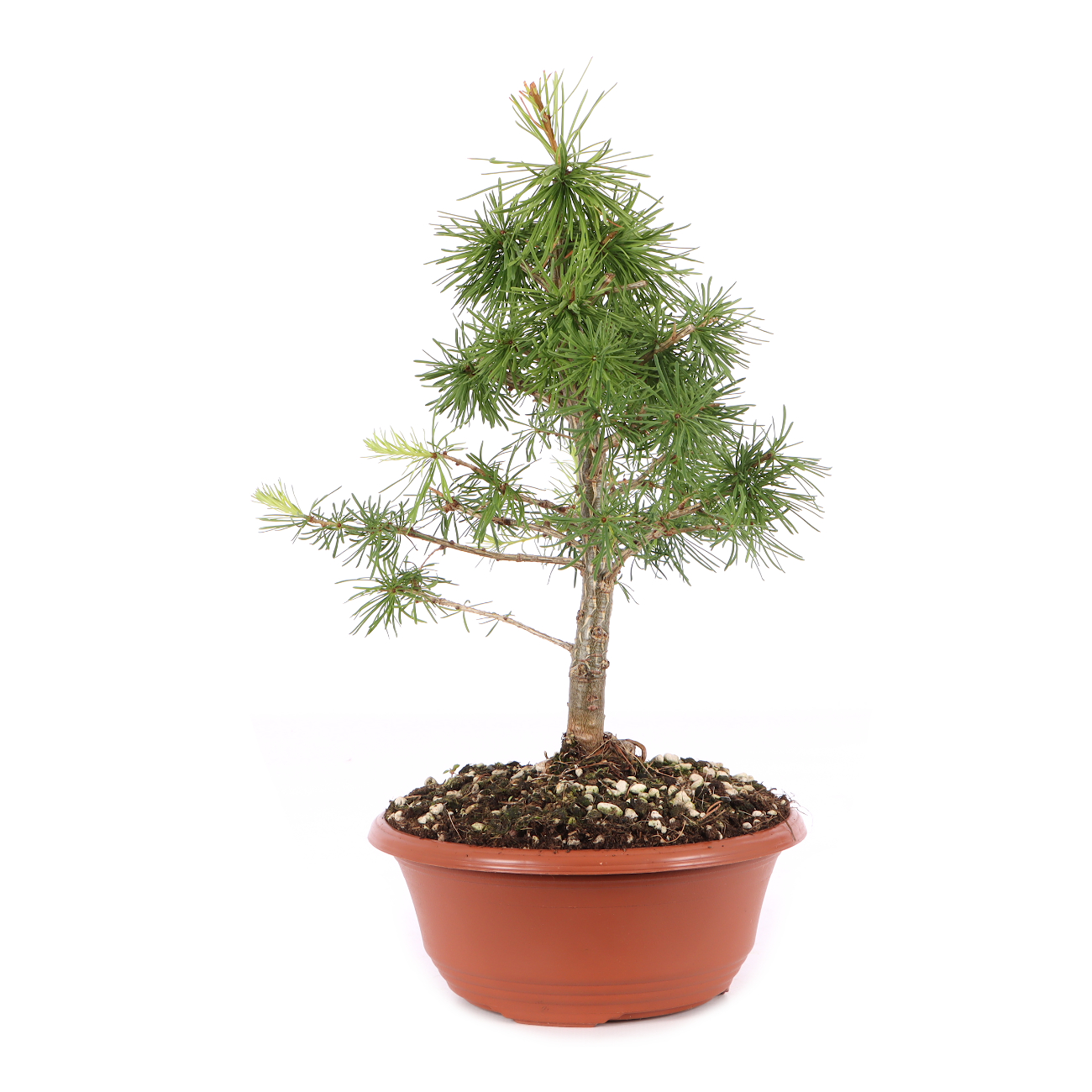 Larix decidua