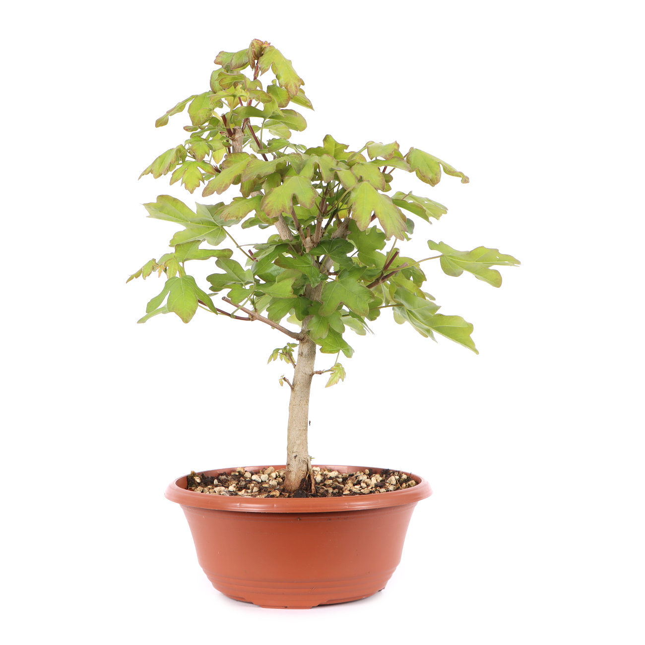 Acer campestre