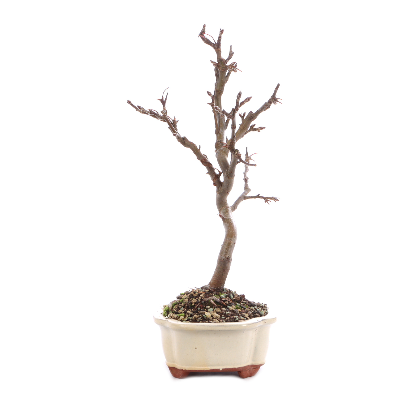 Malus spec.