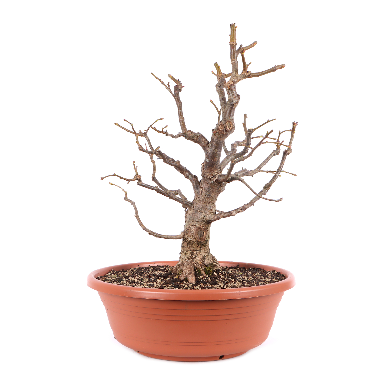 Tilia cordata
