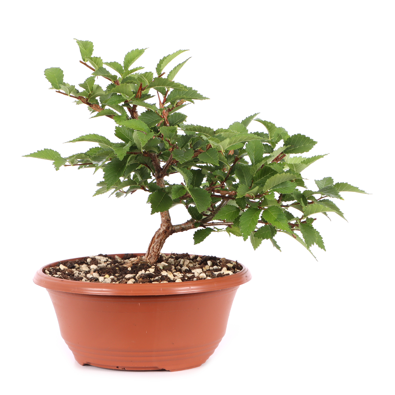Ulmus minor var.
