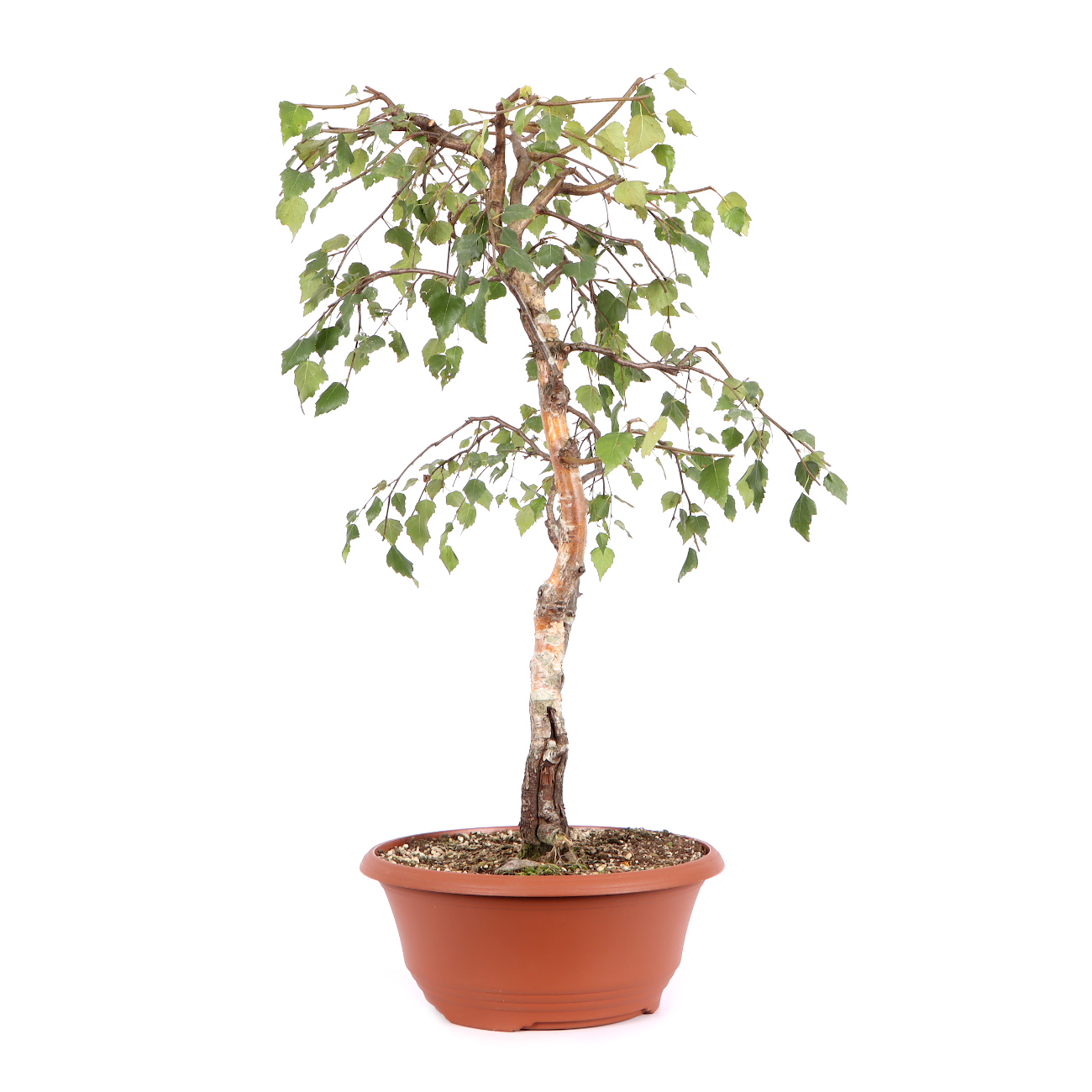 Seitenansicht rechts