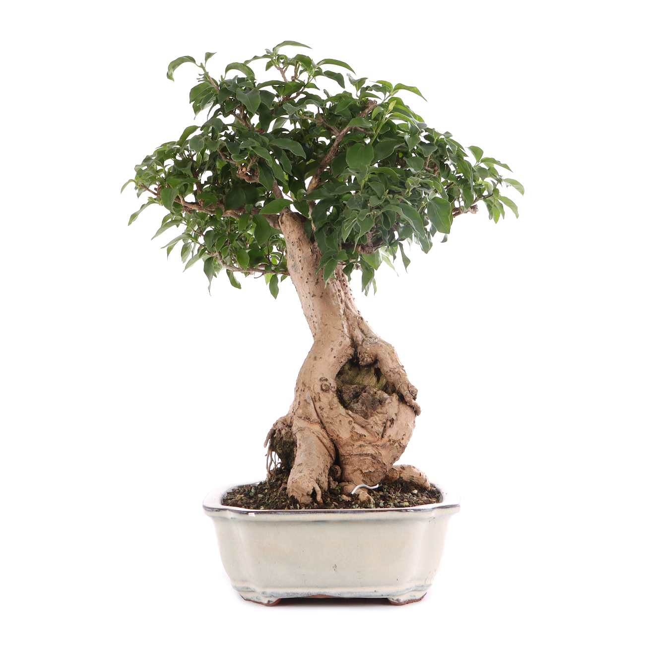 Bougainvillea glabra