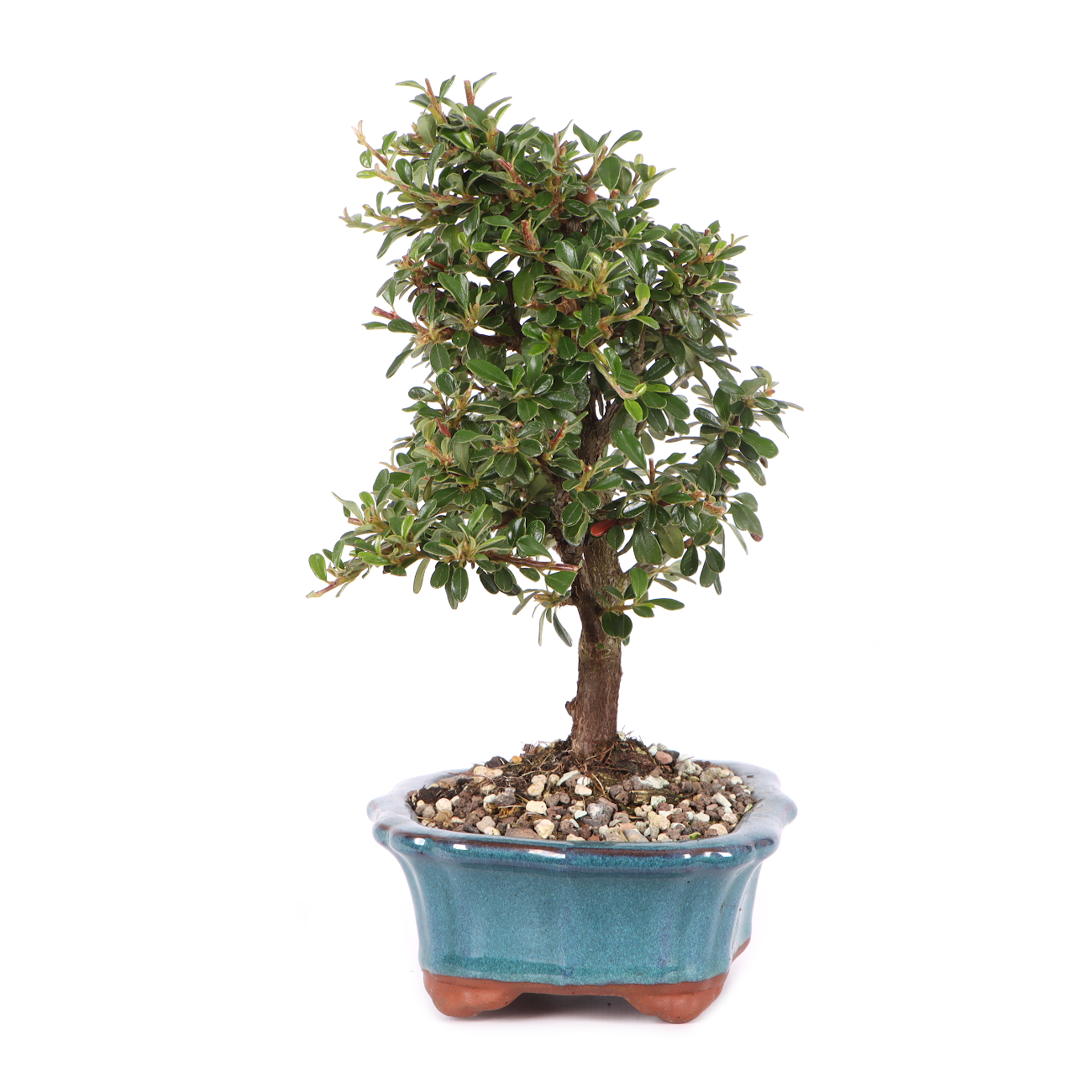 Cotoneaster dammeri 'Skogholm'