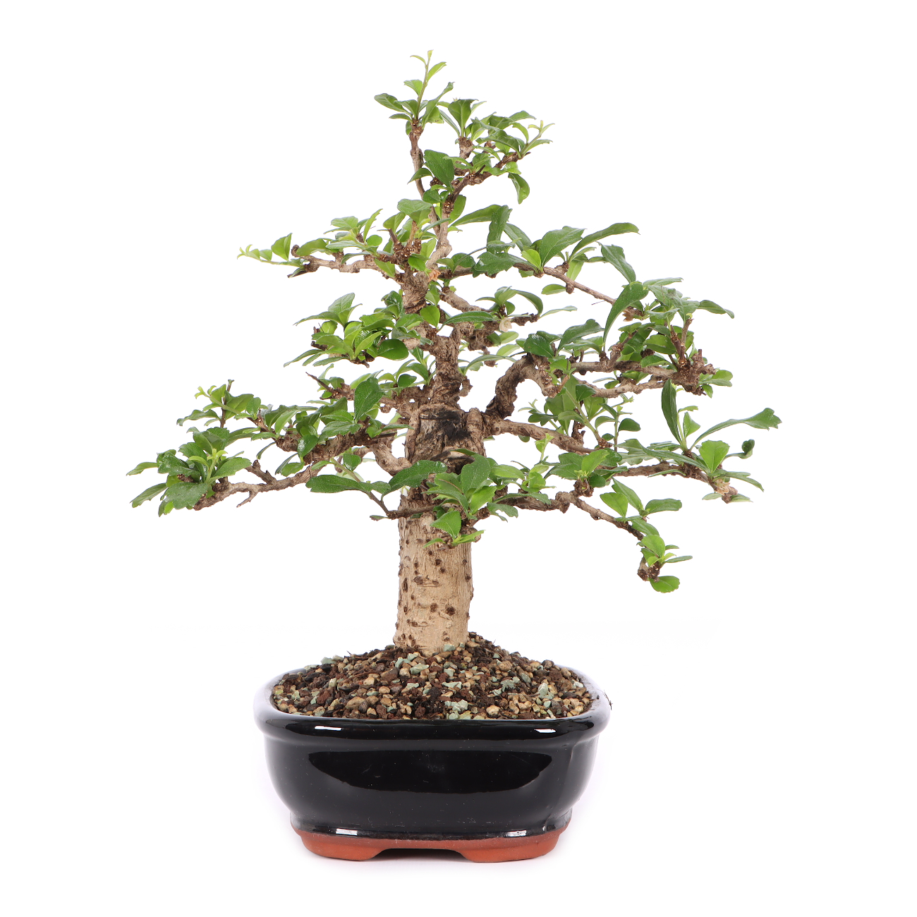 Carmona microphylla
