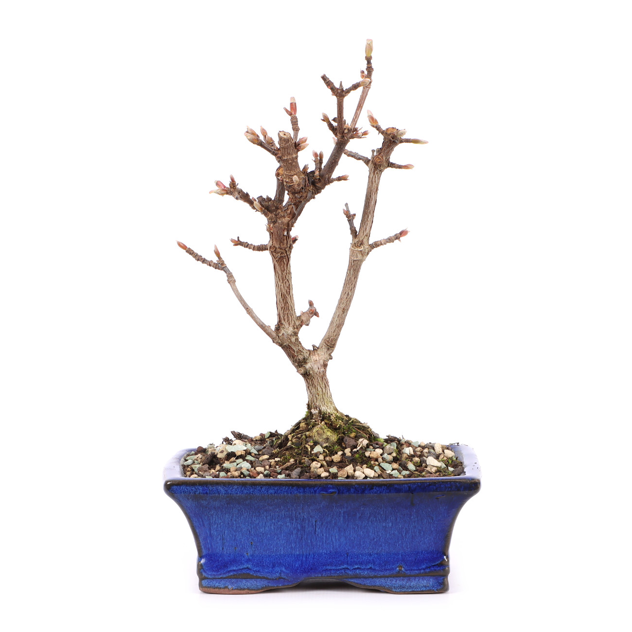 Viburnum x bodnantense 'Dawn'