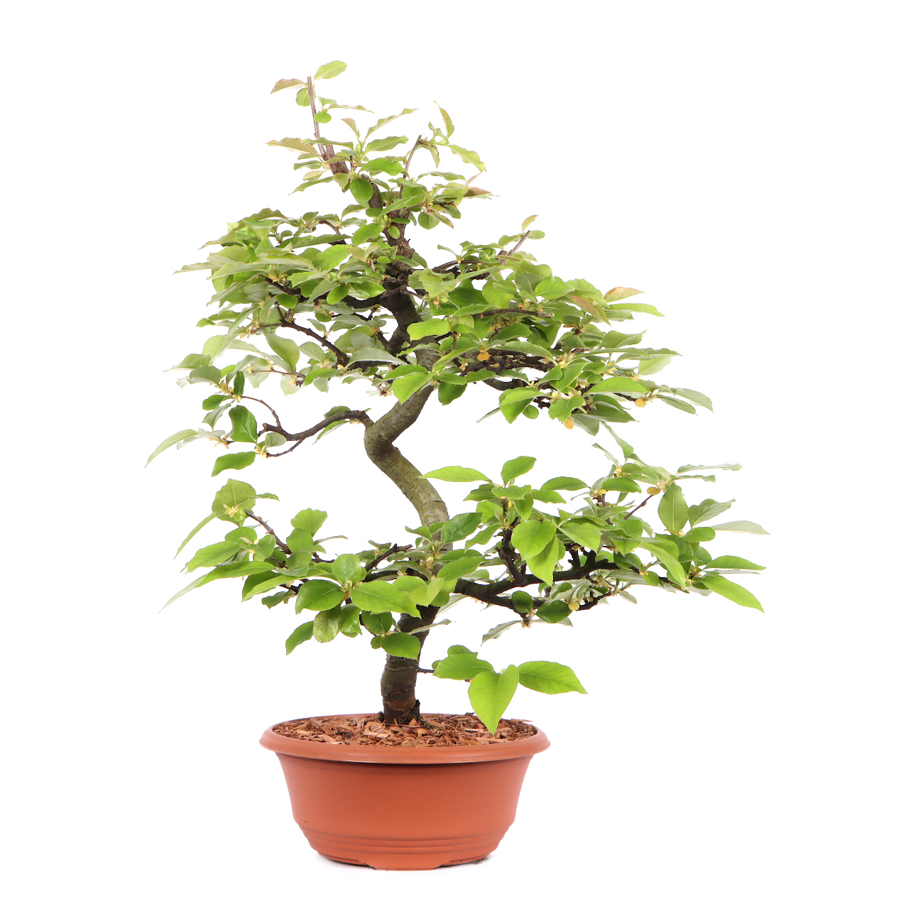 Seitenansicht rechts