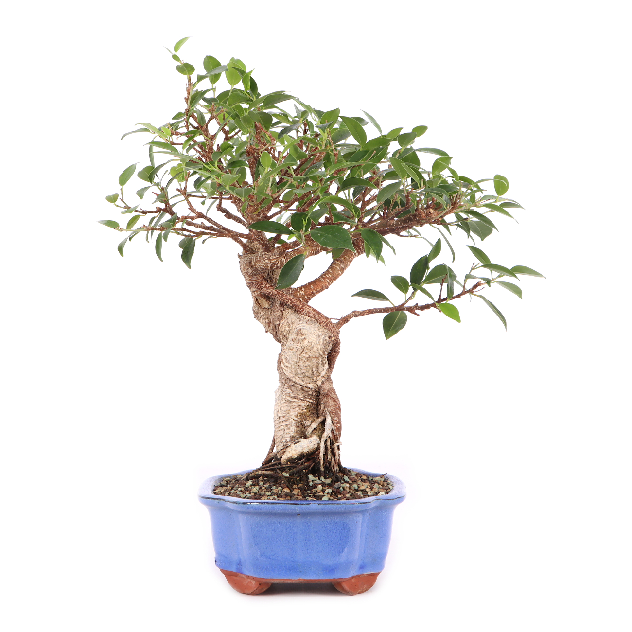 Ficus microcarpa 'Tiger Bark'