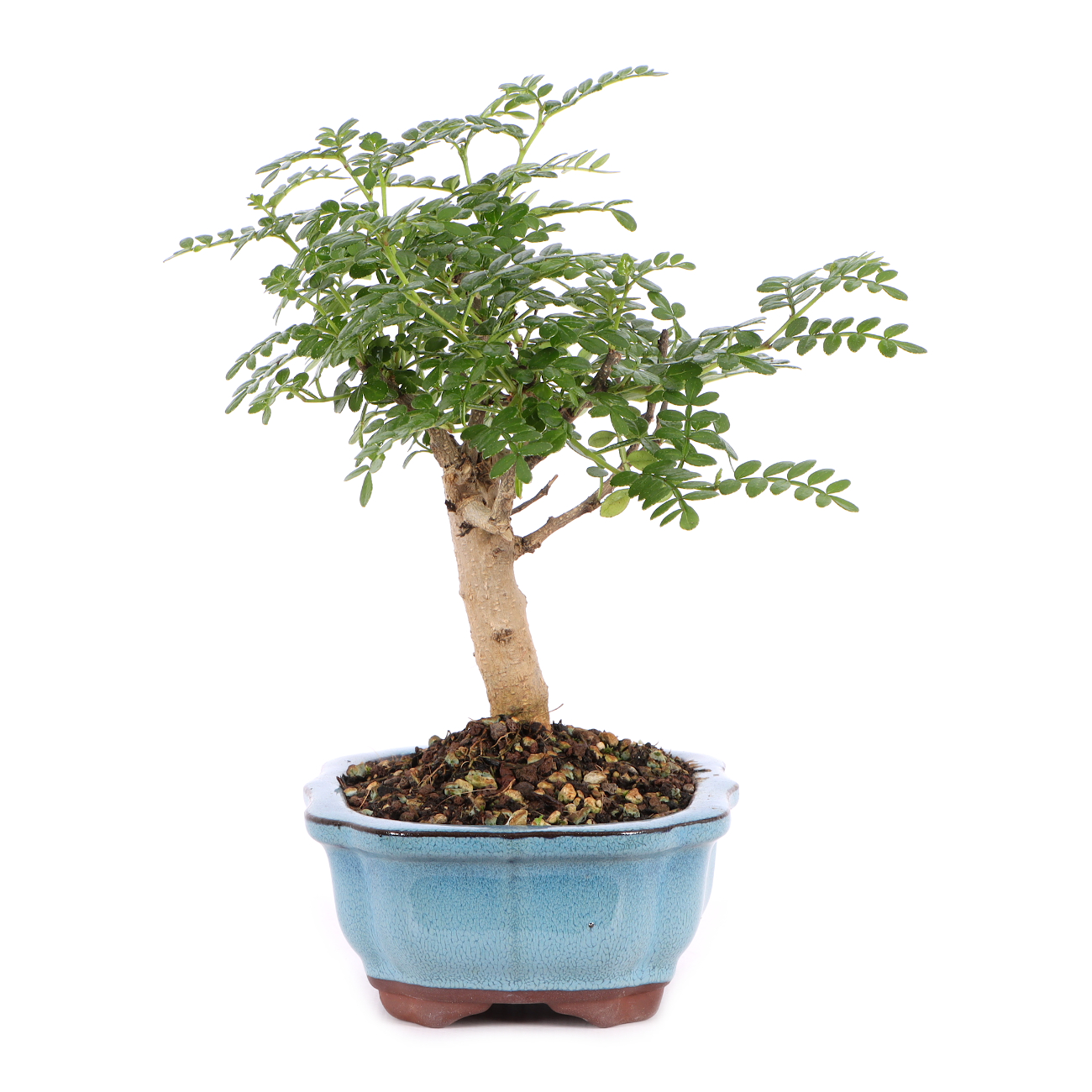 Zanthoxylum spec.