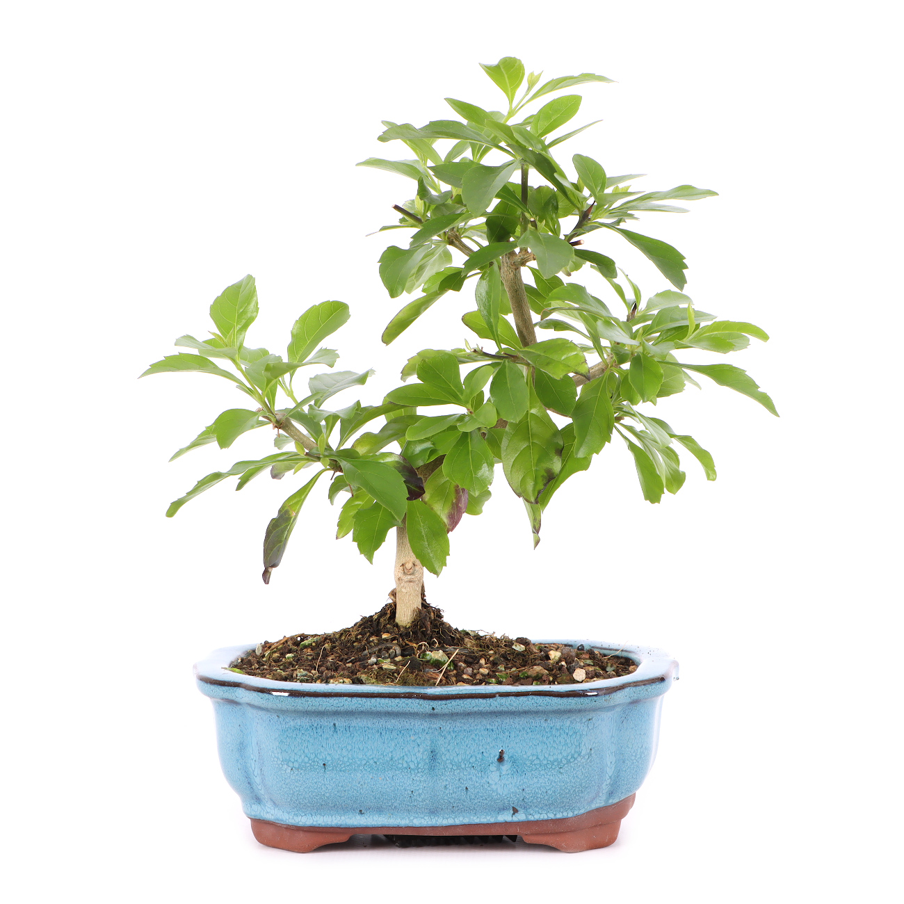 Duranta erecta