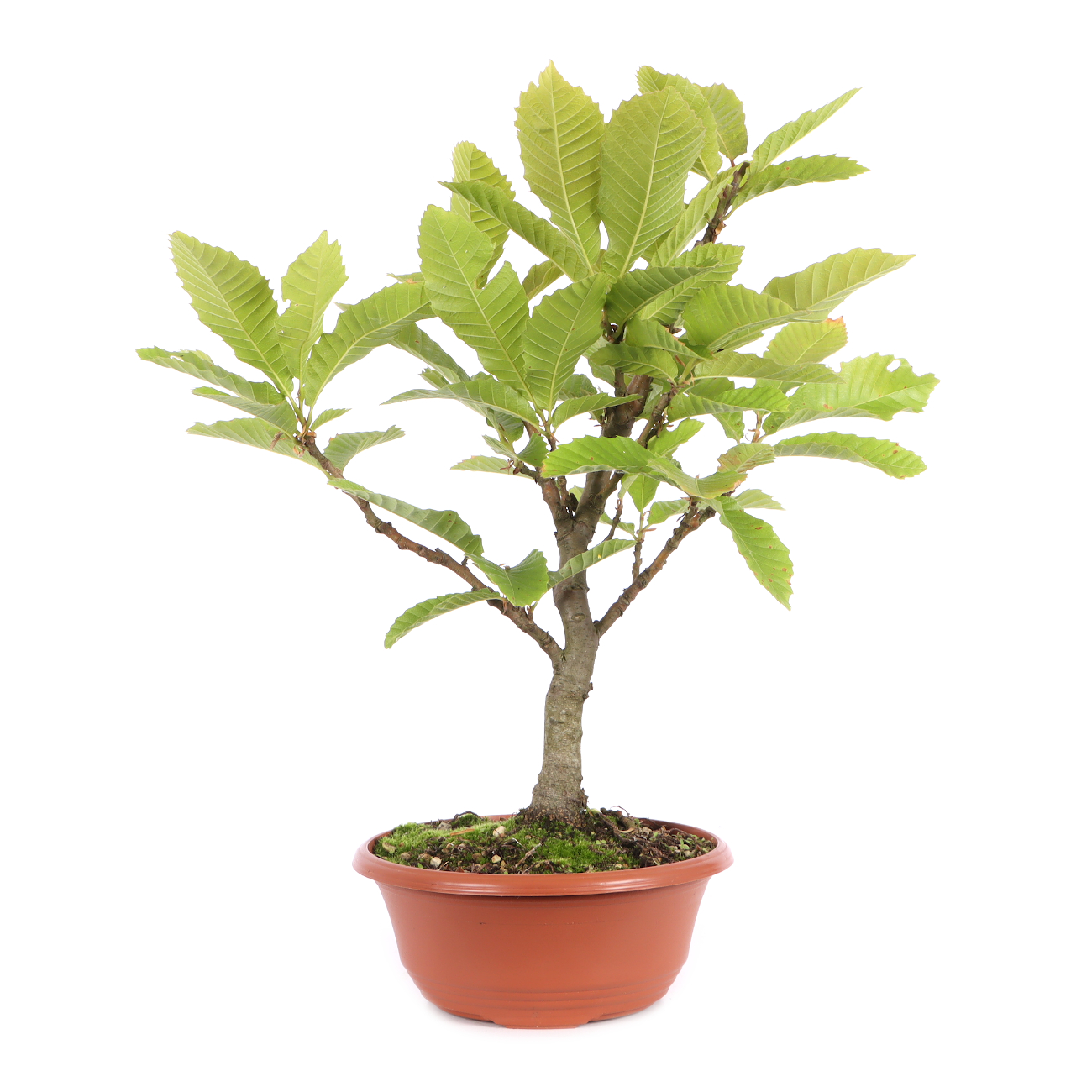 Castanea sativa