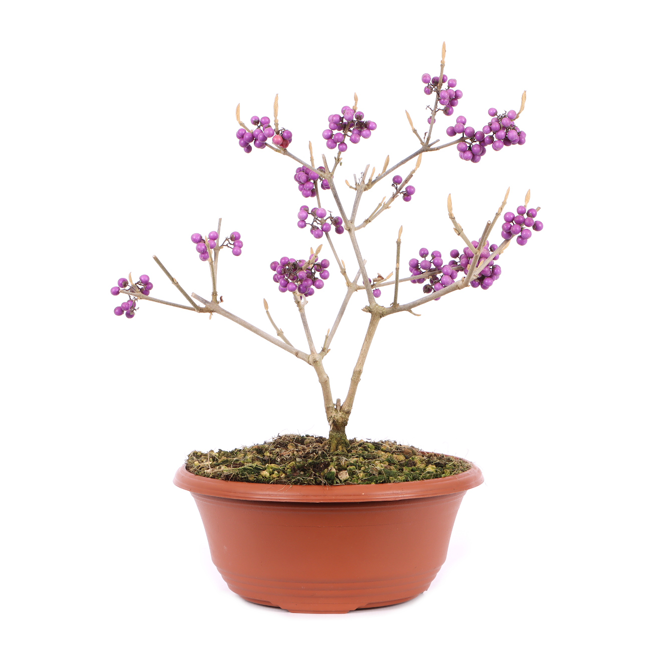 Callicarpa bodinieri 'Profusion'