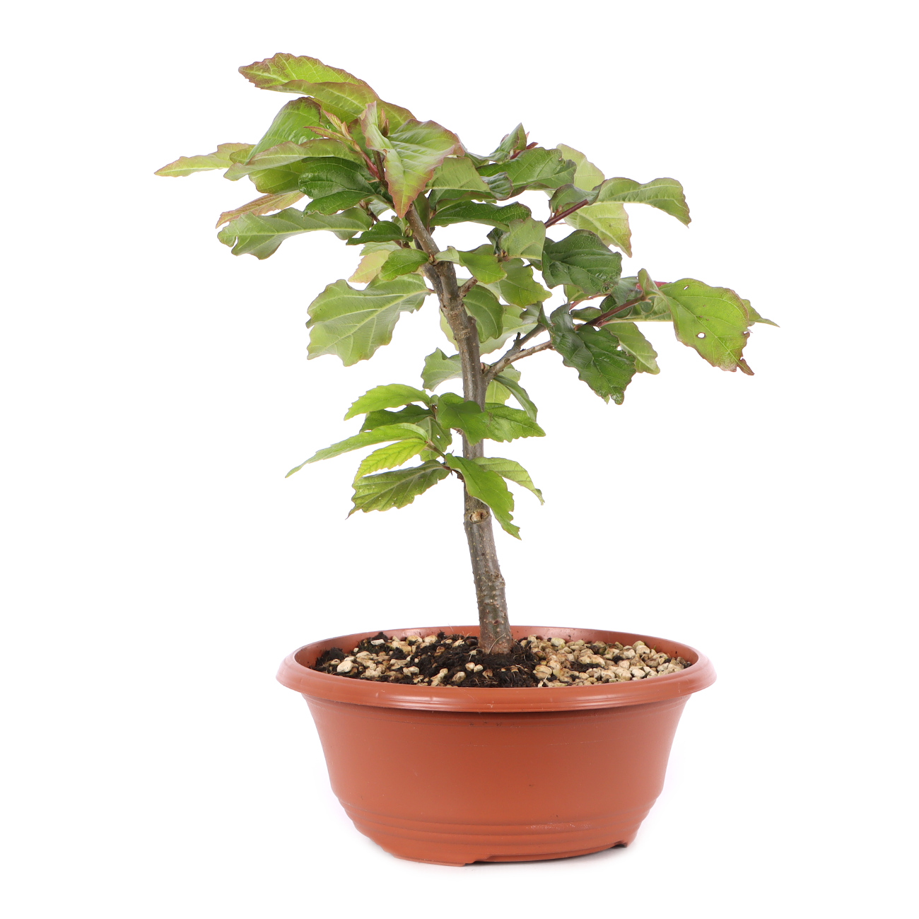 Parrotia persica 'Bella'