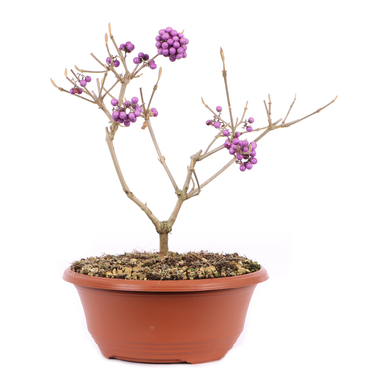 Callicarpa bodinieri 'Profusion'