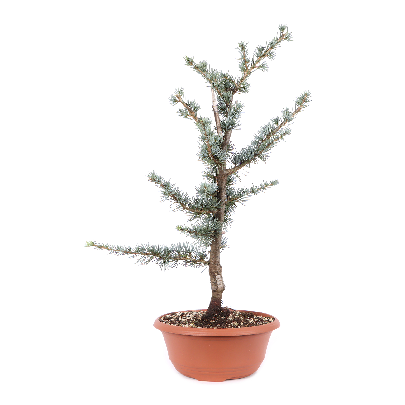 Cedrus atlantica 'Glauca'