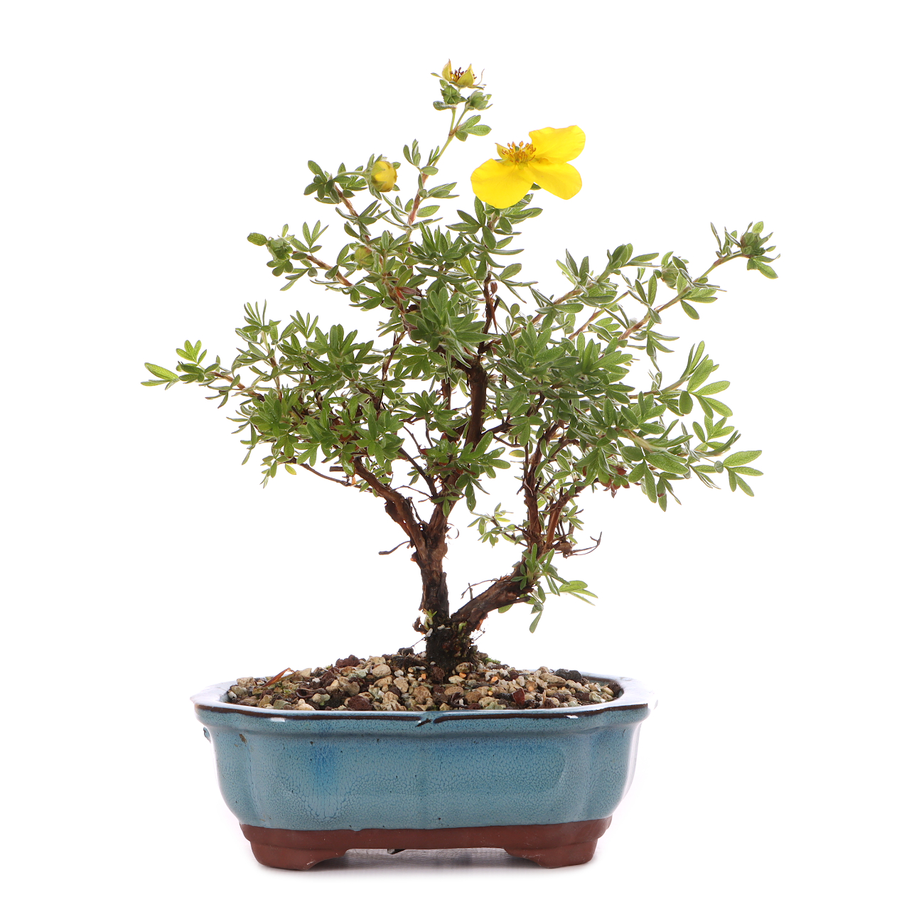 Potentilla fruticosa 'Goldteppich'