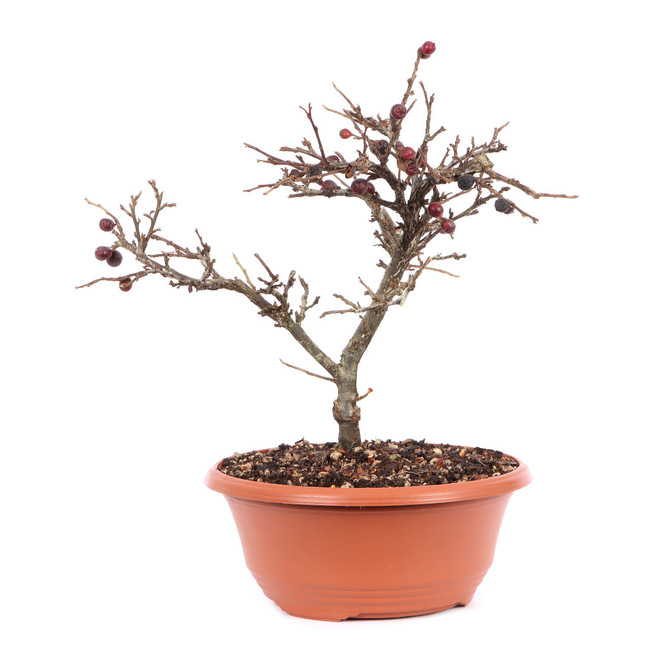 Cotoneaster praecox