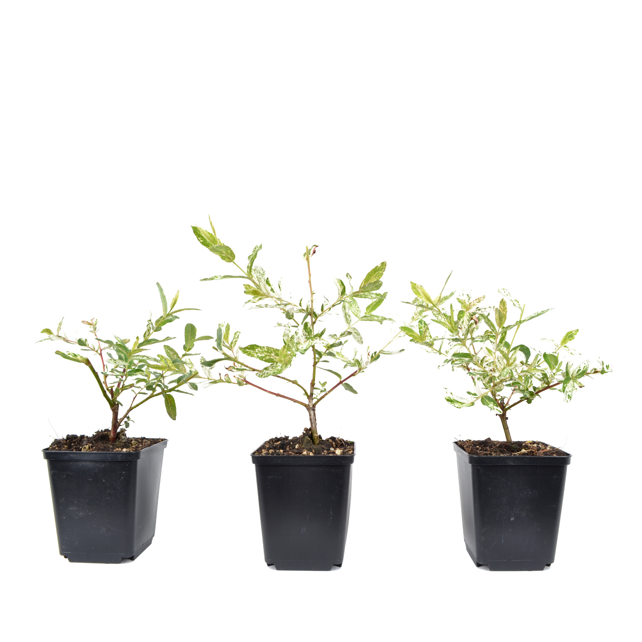 Salix integra 'Hakuro Nishiki'