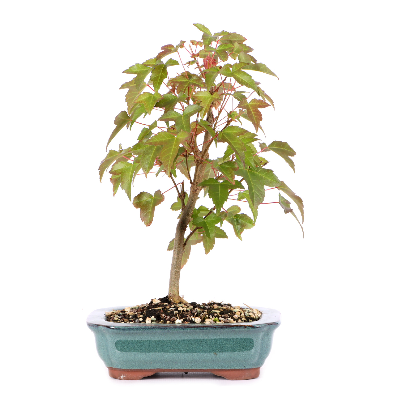 Acer buergerianum