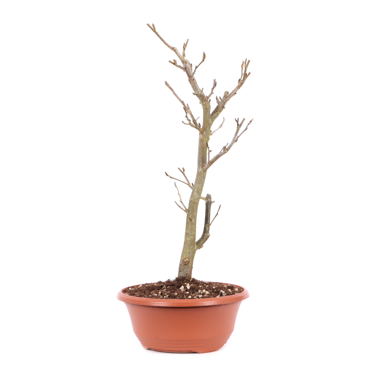 Parrotia persica 'Bella'