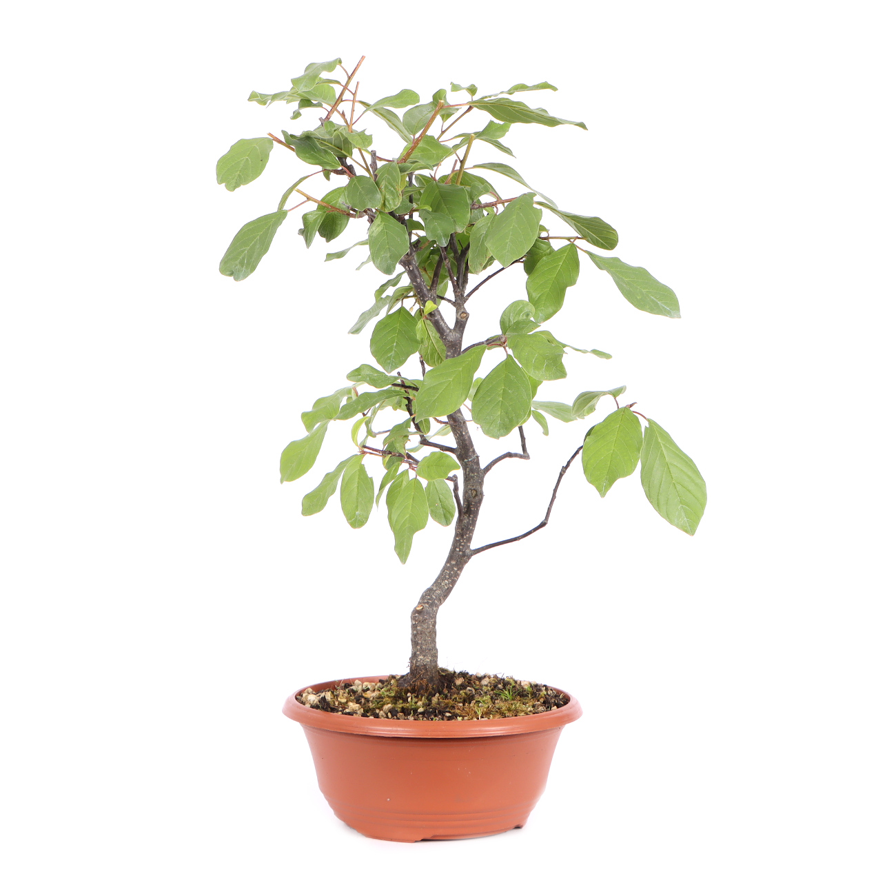 Seitenansicht rechts