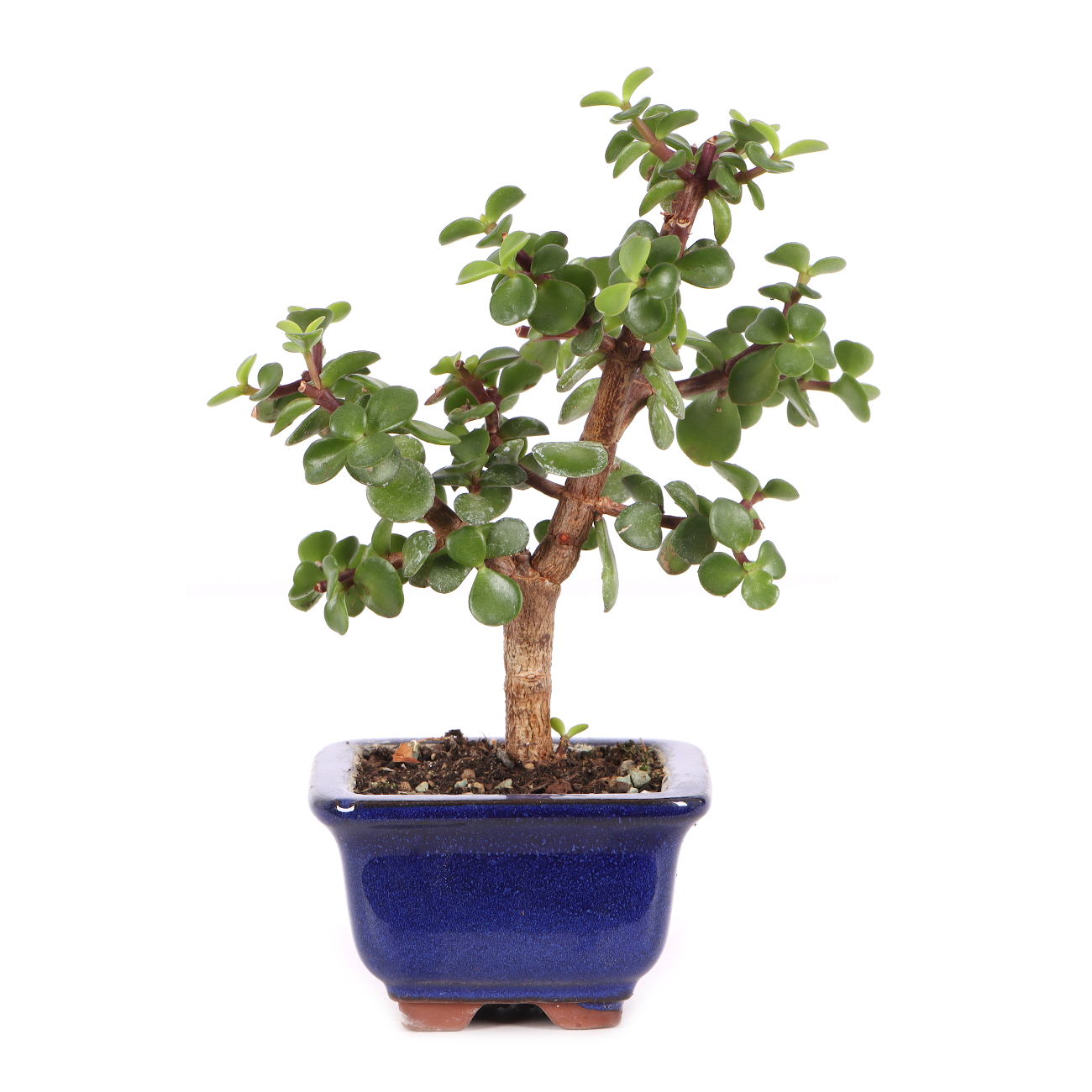 Portulacaria afra