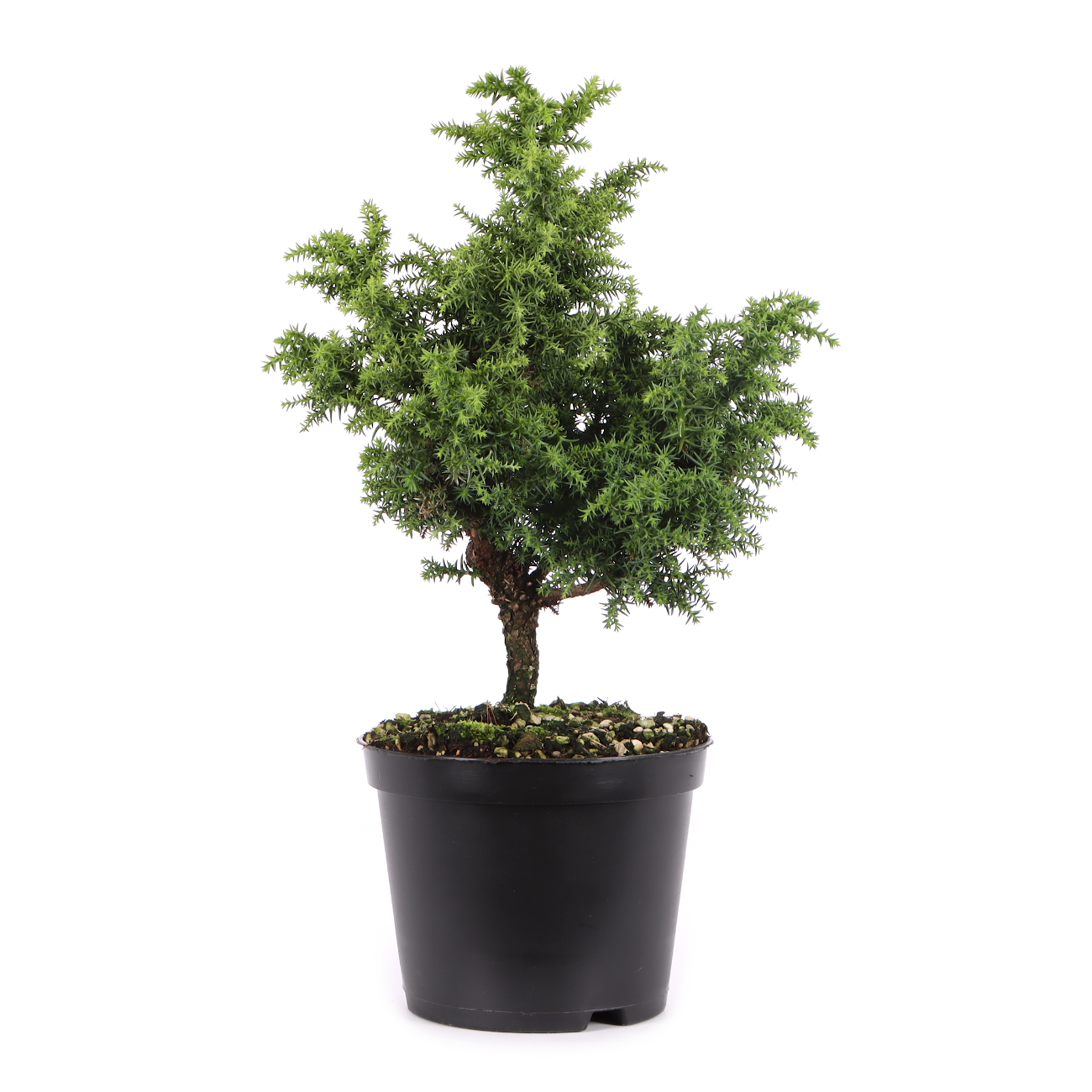 Cryptomeria japonica 'Yokohama'