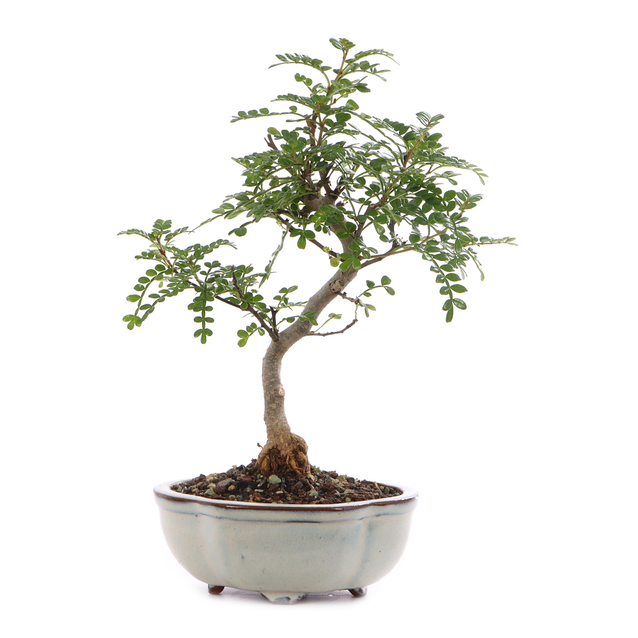 Zanthoxylum spec.