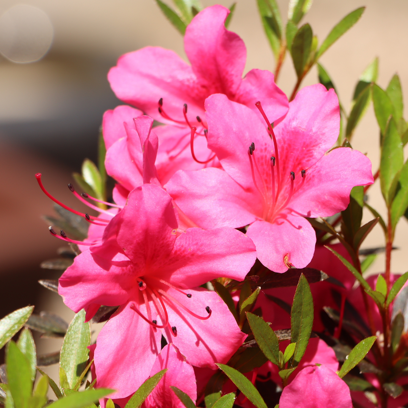 Blüte