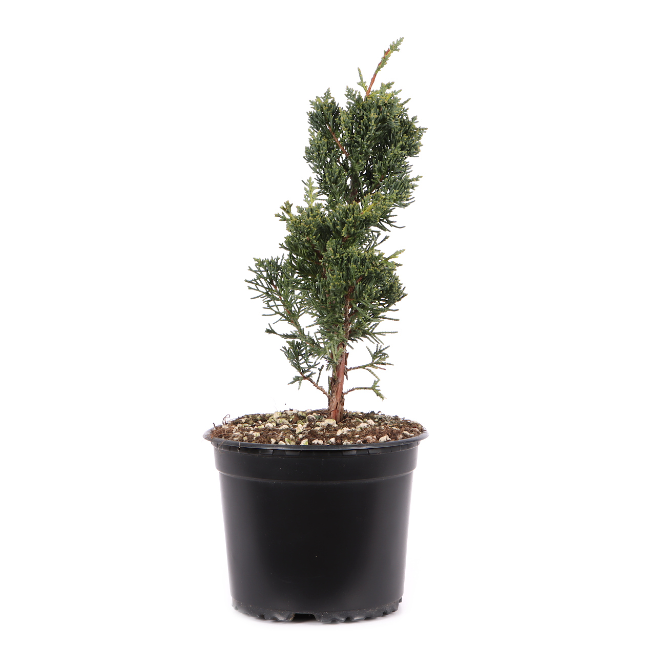 Juniperus chinensis ‘Blaauw‘