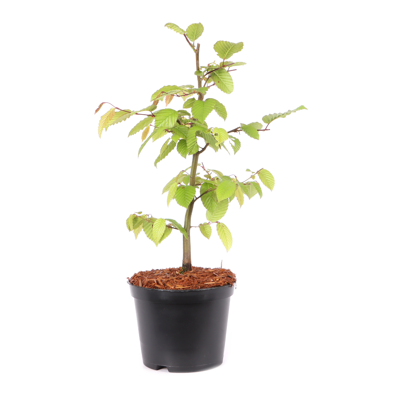 Carpinus betulus
